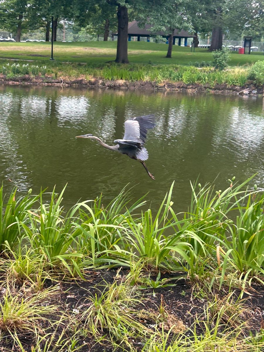 A heron lifting off from a quiet pond lined with tall grass